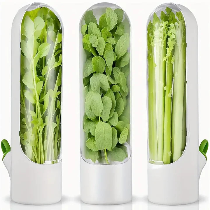 Conservador de Vegetales - Cilandro fresco por semanas
