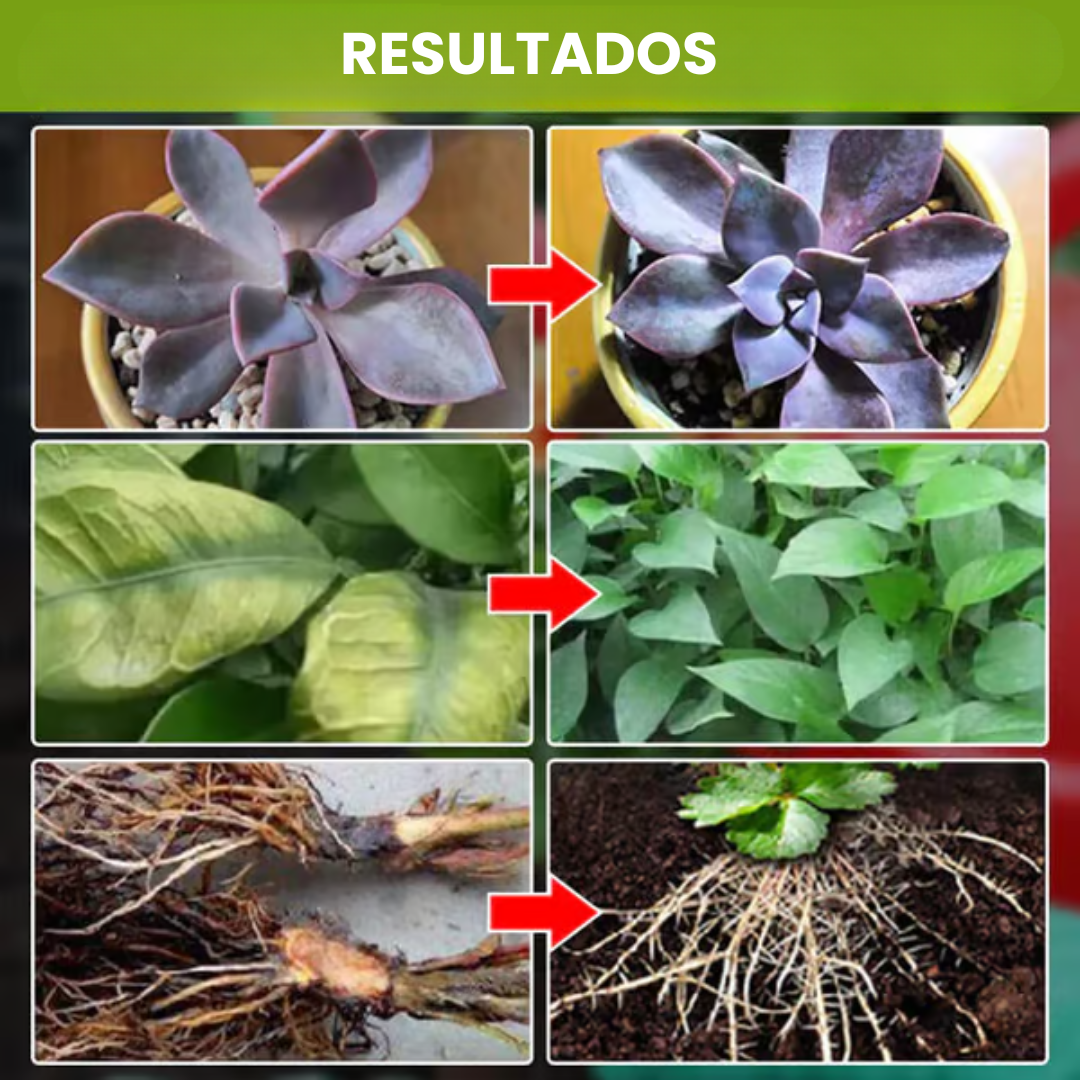 Suplemento potenciador del crecimiento vegetal