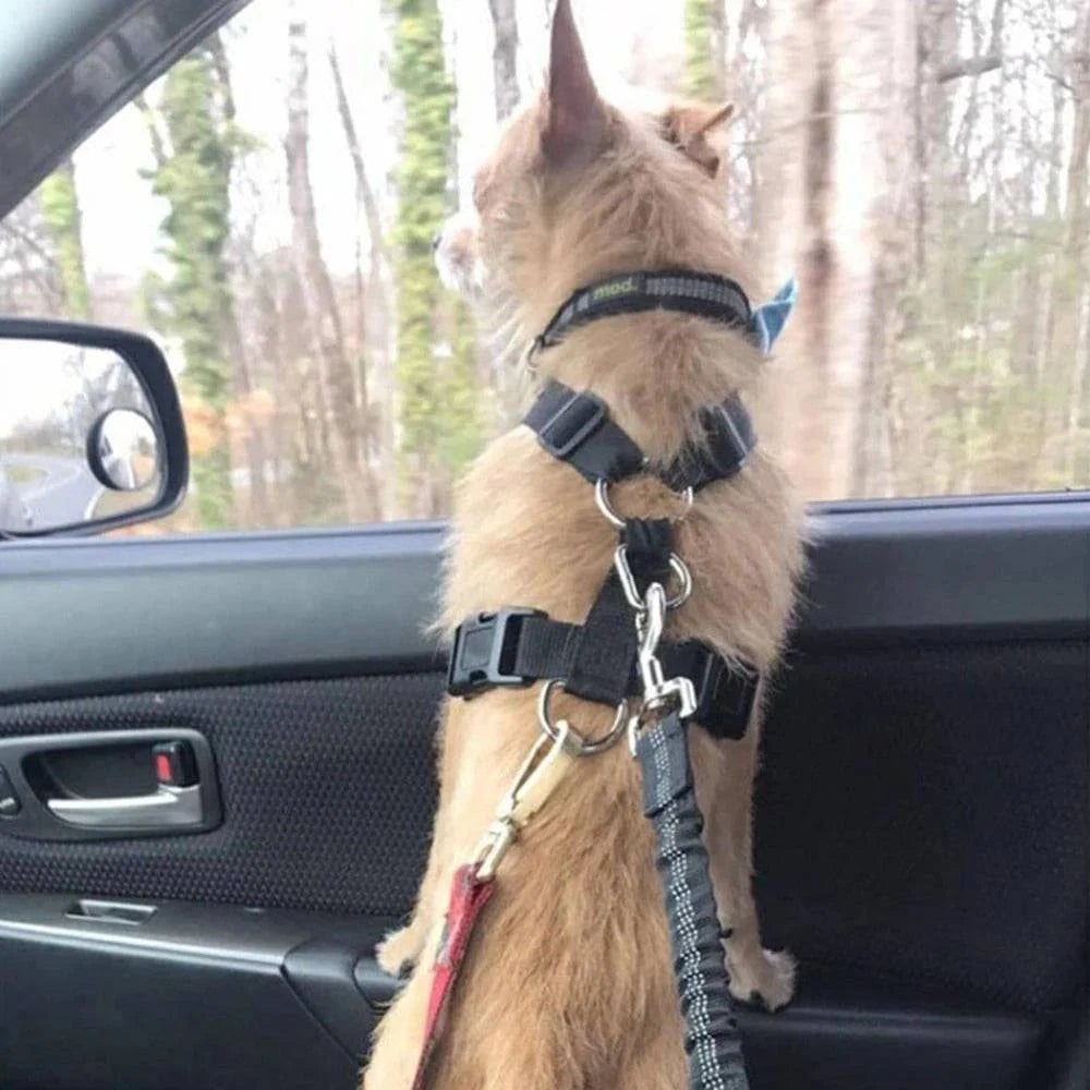 Cinturón De Seguridad Para Perrijo 🐾