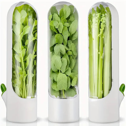 Conservador de Vegetales - Cilandro fresco por semanas